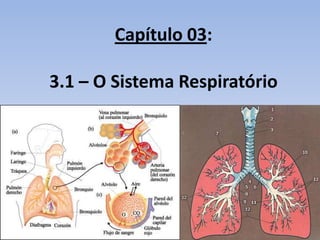 Capítulo 03:

3.1 – O Sistema Respiratório
 