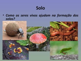 Solo
• Como os seres vivos ajudam na formação dos
  solos?
 