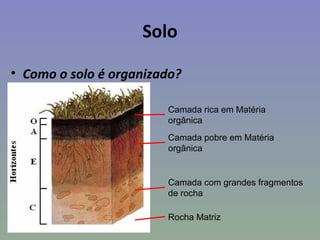 Solo

• Como o solo é organizado?

                        Camada rica em Matéria
                        orgânica
                        Camada pobre em Matéria
                        orgânica


                        Camada com grandes fragmentos
                        de rocha

                        Rocha Matriz
 