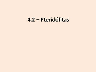 4.2 – Pteridófitas
 