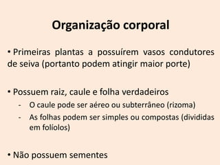 Organização corporal
• Primeiras plantas a possuírem vasos condutores
de seiva (portanto podem atingir maior porte)

• Possuem raiz, caule e folha verdadeiros
  - O caule pode ser aéreo ou subterrâneo (rizoma)
  - As folhas podem ser simples ou compostas (divididas
    em folíolos)


• Não possuem sementes
 
