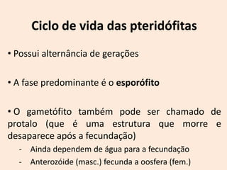 Ciclo de vida das pteridófitas
• Possui alternância de gerações

• A fase predominante é o esporófito

• O gametófito também pode ser chamado de
protalo (que é uma estrutura que morre e
desaparece após a fecundação)
  - Ainda dependem de água para a fecundação
  - Anterozóide (masc.) fecunda a oosfera (fem.)
 