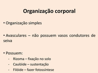 Organização corporal
• Organização simples

• Avasculares – não possuem vasos condutores de
seiva

• Possuem:
  - Rizoma – fixação no solo
  - Caulóide – sustentação
  - Filóide – fazer fotossíntese
 