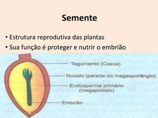 Semente
• Estrutura reprodutiva das plantas
• Sua função é proteger e nutrir o embrião
 