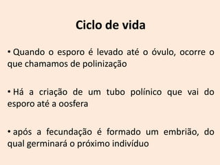 Ciclo de vida
• Quando o esporo é levado até o óvulo, ocorre o
que chamamos de polinização

• Há a criação de um tubo polínico que vai do
esporo até a oosfera

• após a fecundação é formado um embrião, do
qual germinará o próximo indivíduo
 