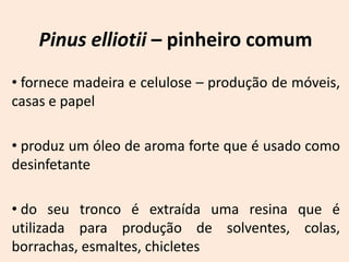 Pinus elliotii – pinheiro comum
• fornece madeira e celulose – produção de móveis,
casas e papel

• produz um óleo de aroma forte que é usado como
desinfetante

• do seu tronco é extraída uma resina que é
utilizada para produção de solventes, colas,
borrachas, esmaltes, chicletes
 