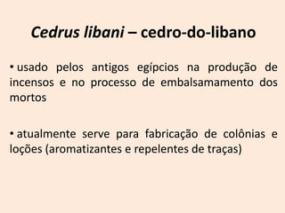 Cedrus libani – cedro-do-libano
• usado pelos antigos egípcios na produção de
incensos e no processo de embalsamamento dos
mortos

• atualmente serve para fabricação de colônias e
loções (aromatizantes e repelentes de traças)
 