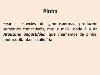 Pinha
• várias espécies de gimnospermas produzem
sementes comestíveis, mas a mais usada é a da
Araucaria angustifólia, que chamamos de pinha,
muito utilizada na culinária
 