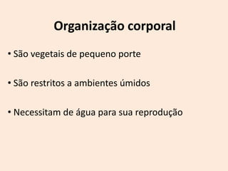 Organização corporal
• São vegetais de pequeno porte

• São restritos a ambientes úmidos

• Necessitam de água para sua reprodução
 