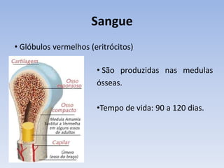 Sangue
• Glóbulos vermelhos (eritrócitos)

                       • São produzidas nas medulas
                       ósseas.

                       •Tempo de vida: 90 a 120 dias.
 