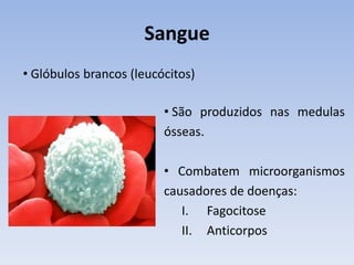 Sangue
• Glóbulos brancos (leucócitos)

                         • São produzidos nas medulas
                         ósseas.

                         • Combatem microorganismos
                         causadores de doenças:
                            I. Fagocitose
                            II. Anticorpos
 