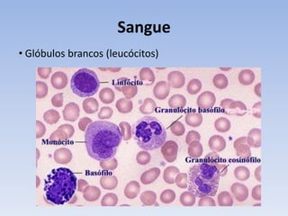 Sangue
• Glóbulos brancos (leucócitos)
 