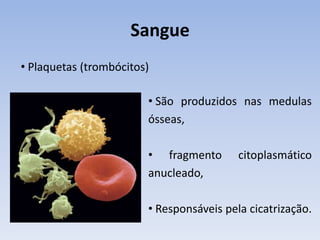Sangue
• Plaquetas (trombócitos)

                        • São produzidos nas medulas
                        ósseas,

                        • fragmento       citoplasmático
                        anucleado,

                        • Responsáveis pela cicatrização.
 