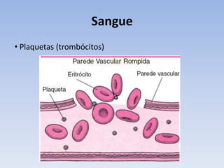 Sangue
• Plaquetas (trombócitos)
 