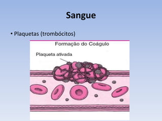 Sangue
• Plaquetas (trombócitos)
 