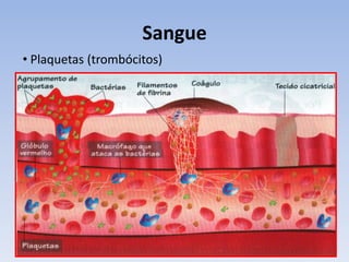 Sangue
• Plaquetas (trombócitos)
 