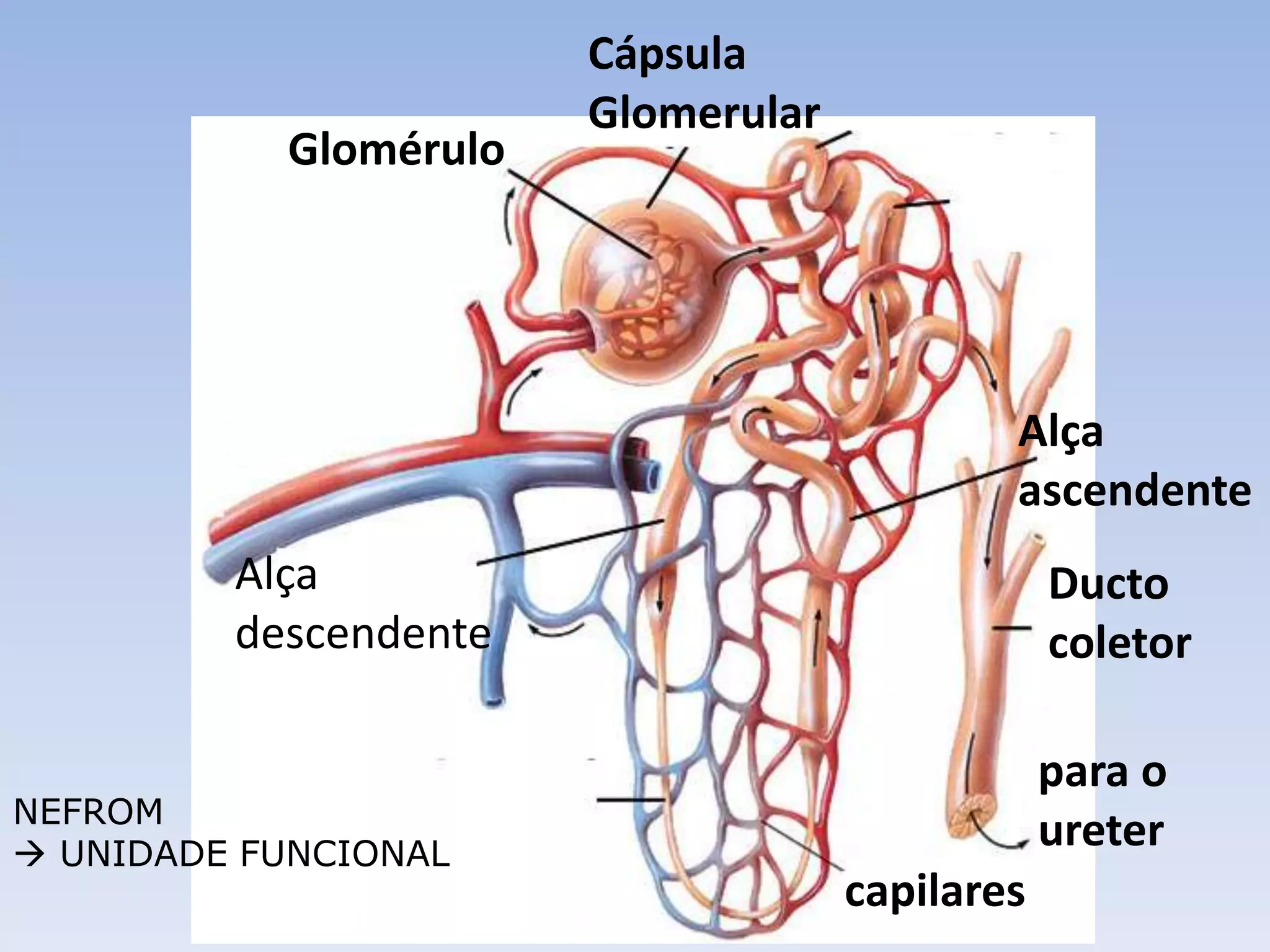 Cápsula
                       Glomerular
           Glomérulo




                                            Alça
                                            ascendente
         Alça                                   Ducto
         descendente                            coletor

                                                para o
NEFROM
 UNIDADE FUNCIONAL
                                                ureter
                                    capilares
 