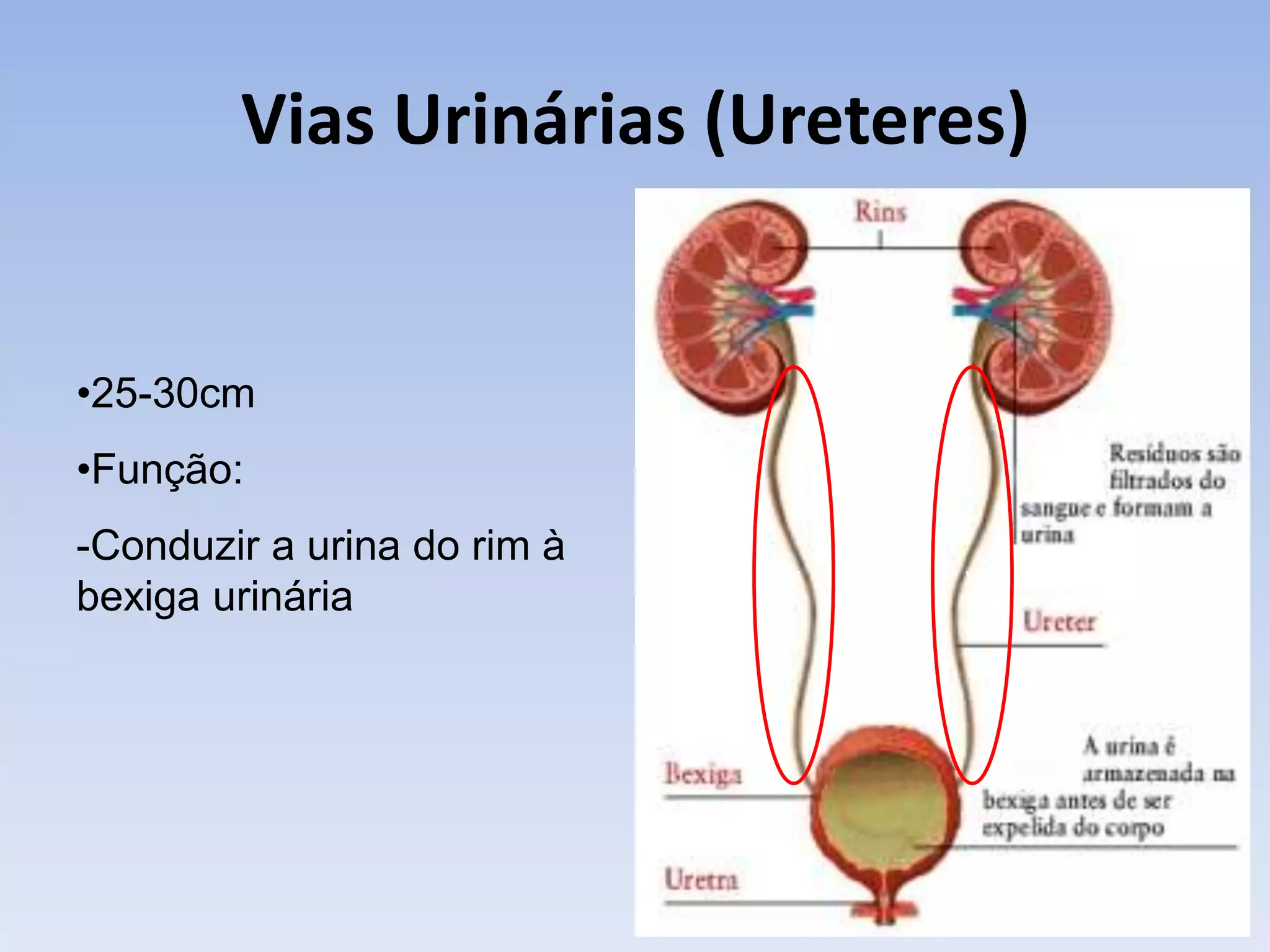 Vias Urinárias (Ureteres)


•25-30cm
•Função:
-Conduzir a urina do rim à
                             v   v
bexiga urinária
 