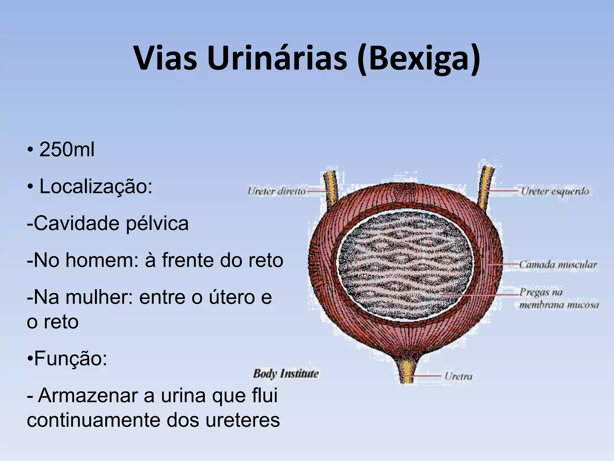 Vias Urinárias (Bexiga)

• 250ml
• Localização:
-Cavidade pélvica
-No homem: à frente do reto
-Na mulher: entre o útero e
o reto
•Função:
- Armazenar a urina que flui
continuamente dos ureteres
 