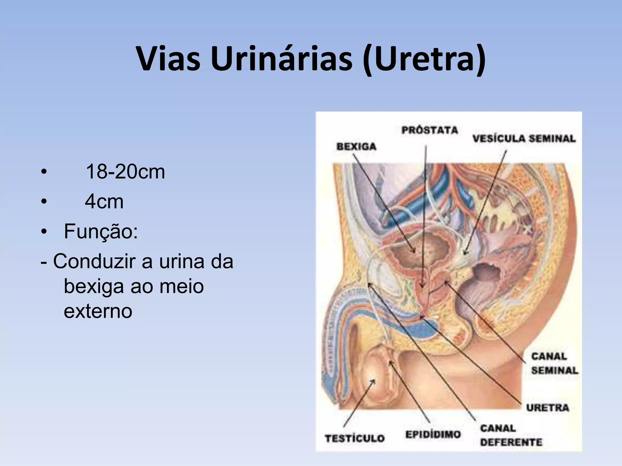 Vias Urinárias (Uretra)

•    18-20cm
•    4cm
• Função:
- Conduzir a urina da
   bexiga ao meio
   externo
 