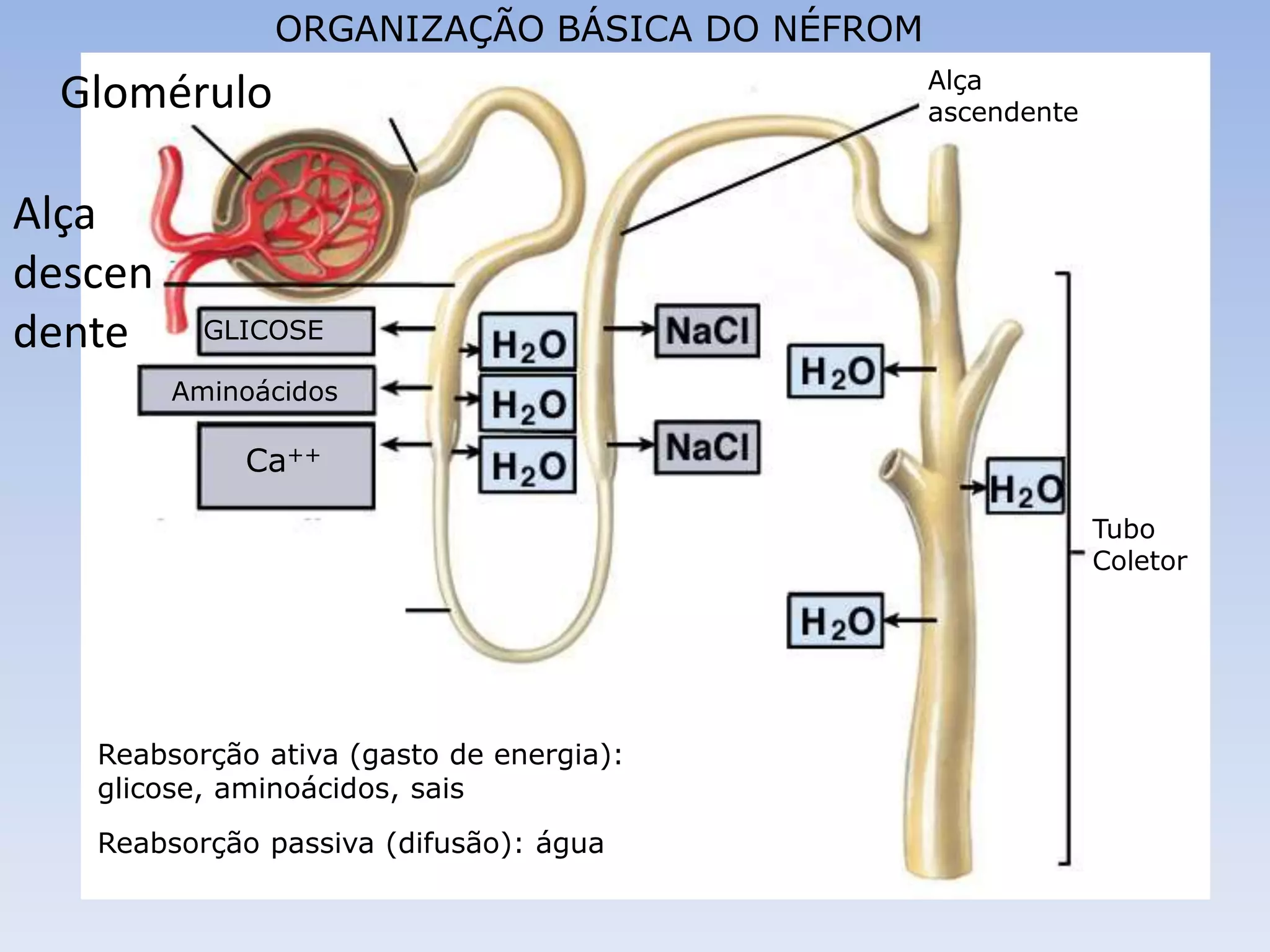 ORGANIZAÇÃO BÁSICA DO NÉFROM
                                              Alça
  Glomérulo                                   ascendente



Alça
descen
dente      GLICOSE

         Aminoácidos

             Ca++

                                                           Tubo
                                                           Coletor




   Reabsorção ativa (gasto de energia):
   glicose, aminoácidos, sais
   Reabsorção passiva (difusão): água
 