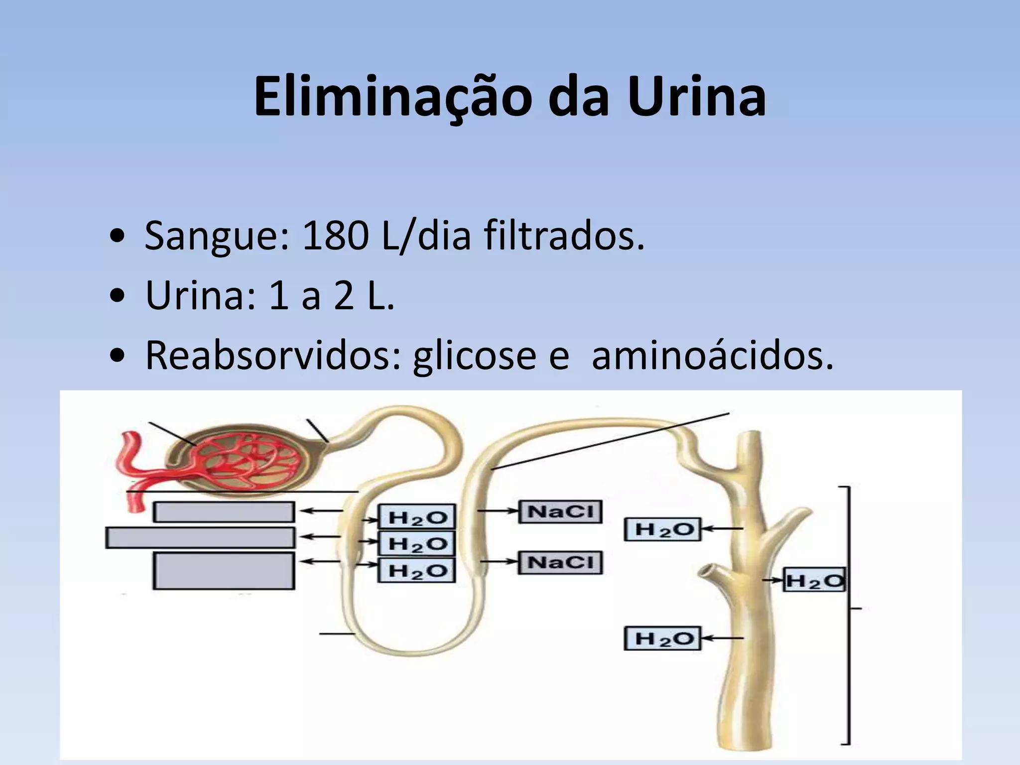 Eliminação da Urina

• Sangue: 180 L/dia filtrados.
• Urina: 1 a 2 L.
• Reabsorvidos: glicose e aminoácidos.
 