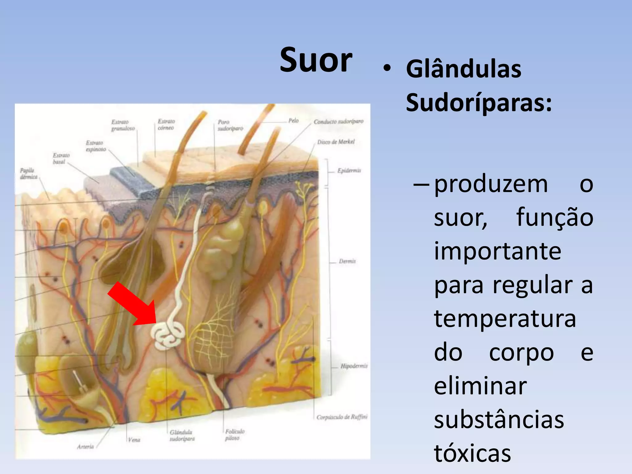 Suor   • Glândulas
         Sudoríparas:

         – produzem o
           suor, função
           importante
           para regular a
           temperatura
           do corpo e
           eliminar
           substâncias
           tóxicas
 