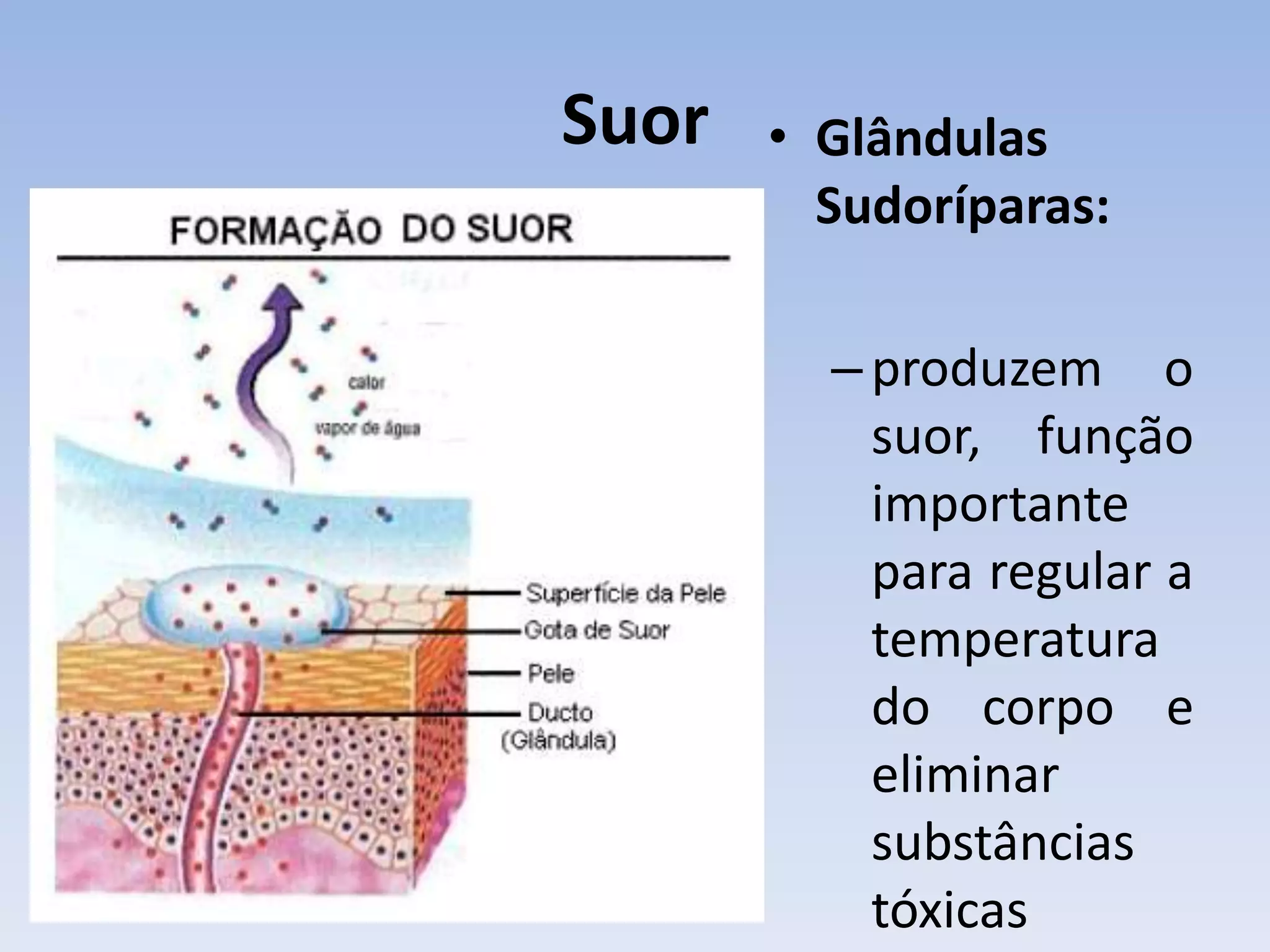 Suor   • Glândulas
         Sudoríparas:

         – produzem o
           suor, função
           importante
           para regular a
           temperatura
           do corpo e
           eliminar
           substâncias
           tóxicas
 