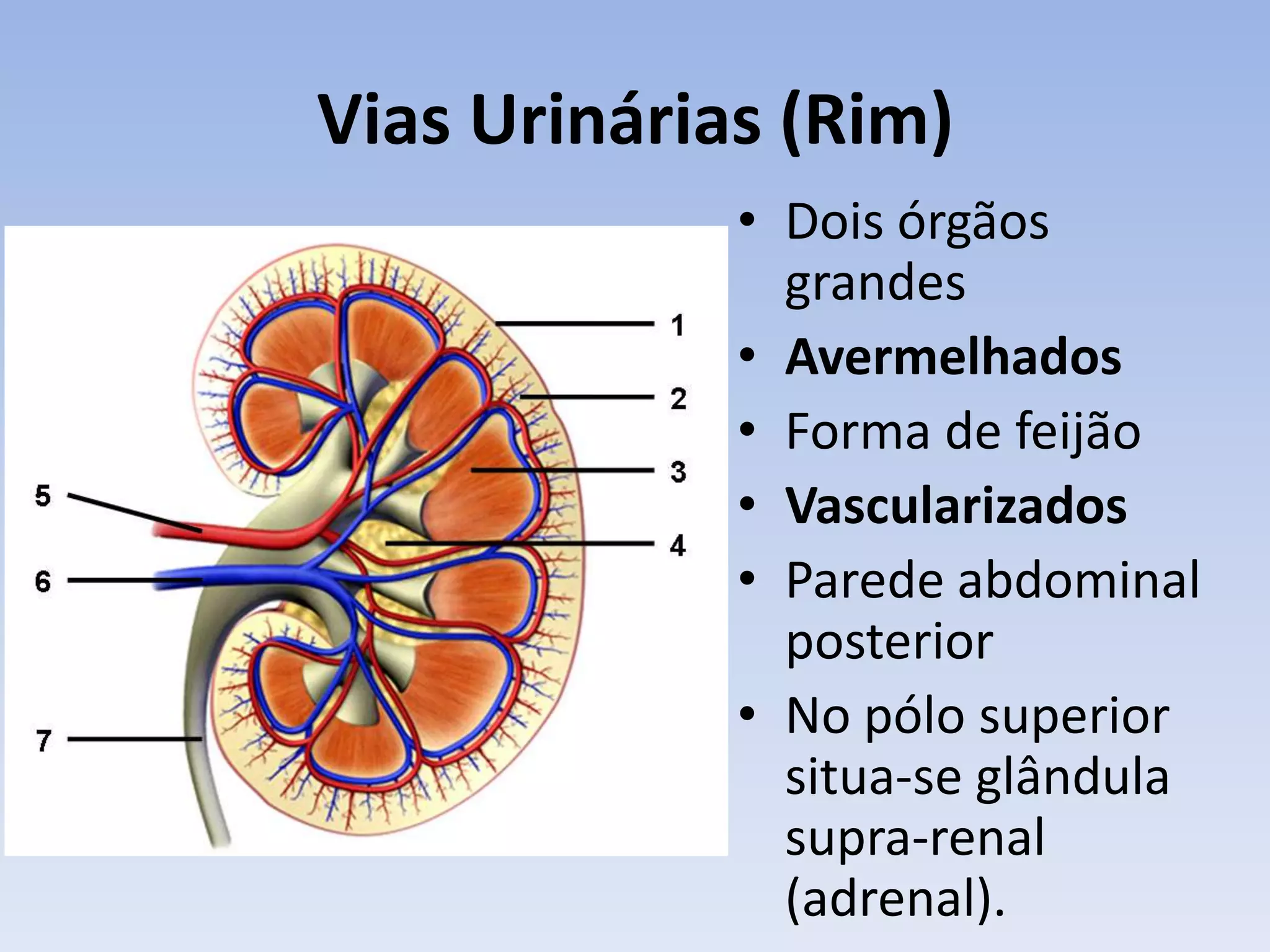 Vias Urinárias (Rim)
             • Dois órgãos
               grandes
             • Avermelhados
             • Forma de feijão
             • Vascularizados
             • Parede abdominal
               posterior
             • No pólo superior
               situa-se glândula
               supra-renal
               (adrenal).
 