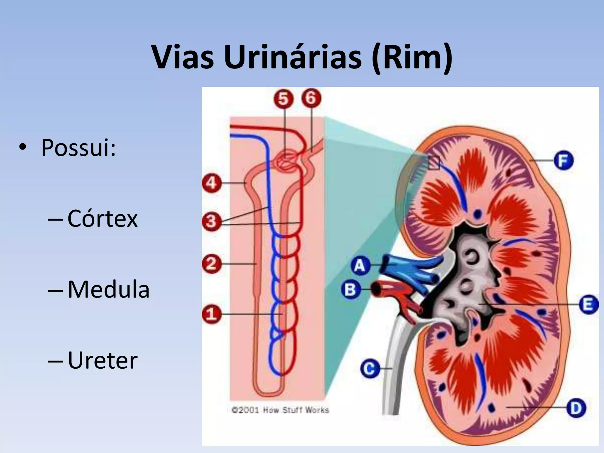 Vias Urinárias (Rim)

• Possui:

  – Córtex

  – Medula

  – Ureter
 