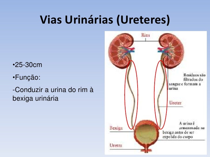 Capítulo 05 sistema urinário Capítulo 05 sistema urinário