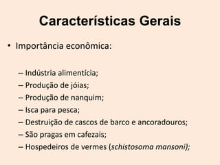 Características Gerais
• Importância econômica:

  – Indústria alimentícia;
  – Produção de jóias;
  – Produção de nanquim;
  – Isca para pesca;
  – Destruição de cascos de barco e ancoradouros;
  – São pragas em cafezais;
  – Hospedeiros de vermes (schistosoma mansoni);
 