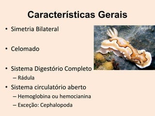 Características Gerais
• Simetria Bilateral

• Celomado

• Sistema Digestório Completo
  – Rádula
• Sistema circulatório aberto
  – Hemoglobina ou hemocianina
  – Exceção: Cephalopoda
 