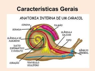 Características Gerais
 