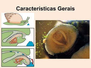 Características Gerais
 