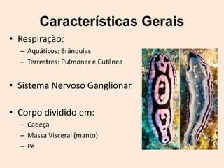 Características Gerais
• Respiração:
  – Aquáticos: Brânquias
  – Terrestres: Pulmonar e Cutânea


• Sistema Nervoso Ganglionar

• Corpo dividido em:
  – Cabeça
  – Massa Visceral (manto)
  – Pé
 