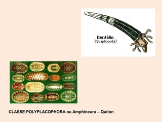 CLASSE POLYPLACOPHORA ou Amphineura – Quíton
 