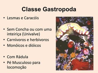 Classe Gastropoda
• Lesmas e Caracóis

• Sem Concha ou com uma
  inteiriça (Univalve)
• Carnívoros e herbívoros
• Monóicos e dióicos

• Com Rádula
• Pé Musculoso para
  locomoção
 