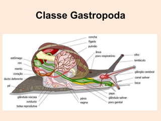 Classe Gastropoda
 