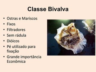 Classe Bivalva
• Ostras e Mariscos
• Fixos
• Filtradores
• Sem rádula
• Dióicos
• Pé utilizado para
  fixação
• Grande importância
  Econômica
 
