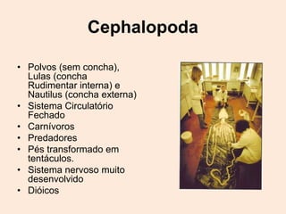 Cephalopoda

• Polvos (sem concha),
  Lulas (concha
  Rudimentar interna) e
  Nautilus (concha externa)
• Sistema Circulatório
  Fechado
• Carnívoros
• Predadores
• Pés transformado em
  tentáculos.
• Sistema nervoso muito
  desenvolvido
• Dióicos
 