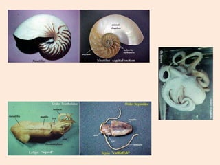 Capítulo 06   invertebrados I