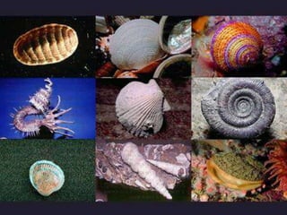 Capítulo 06   invertebrados I