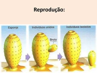 Reprodução:
 