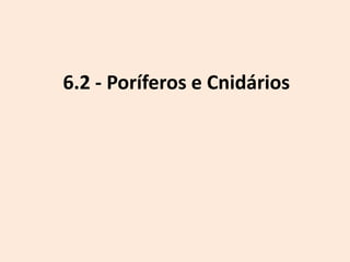6.2 - Poríferos e Cnidários
 