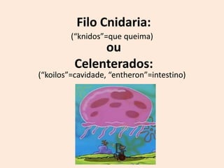 Filo Cnidaria:
         (“knidos”=que queima)
               ou
          Celenterados:
(“koilos”=cavidade, “entheron”=intestino)
 
