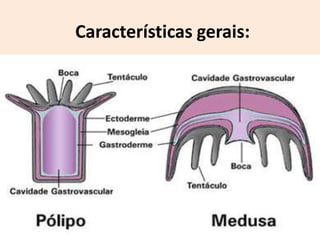 Características gerais:
 