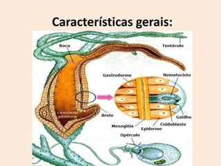 Características gerais:
 