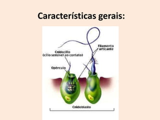 Características gerais:
 