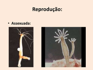 Reprodução:

• Assexuada:
 